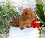 Small #1 Dachshund