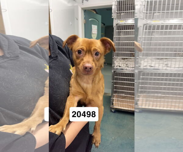 Medium Photo #2 Mutt Puppy For Sale in Chico, CA, USA