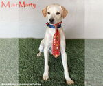 Small Beagle-Whippet Mix