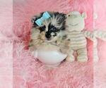 Small #29 Pomeranian
