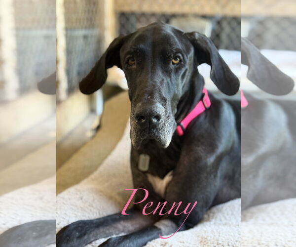 Medium Photo #1 Great Dane Puppy For Sale in Palm Beach, FL, USA