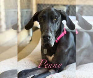Great Dane Dogs for adoption in Palm Beach, FL, USA
