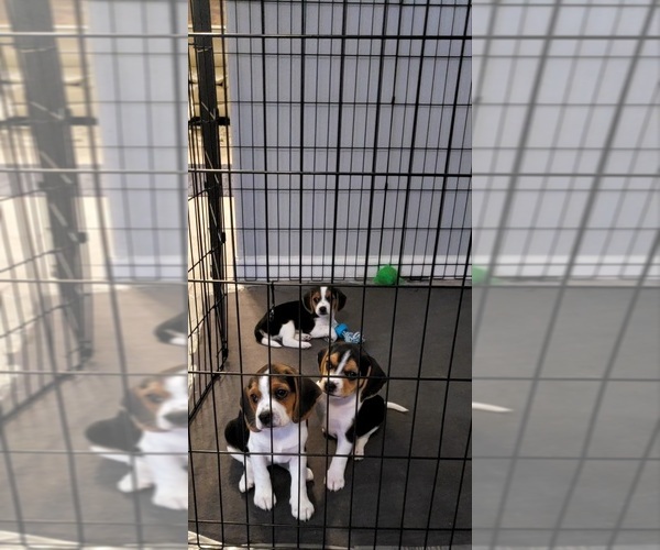 View Ad Beagle Litter of Puppies for Sale near Washington, VANCOUVER