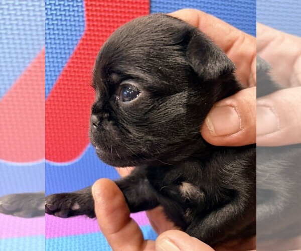 Medium Photo #4 Brussels Griffon Puppy For Sale in SPRING BRANCH, TX, USA
