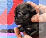 Small #3 Brussels Griffon