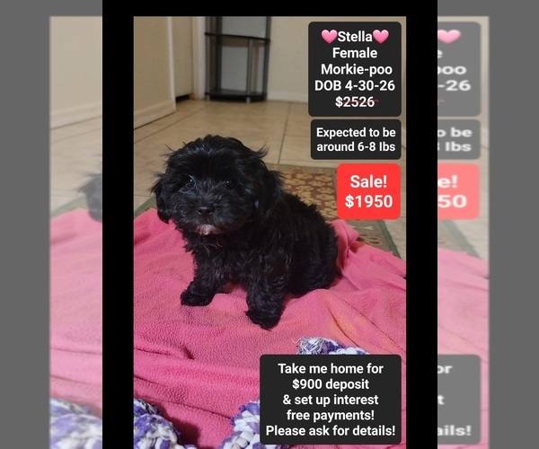 Medium Photo #1 Morkie Poo (Toy) Puppy For Sale in TUCSON, AZ, USA