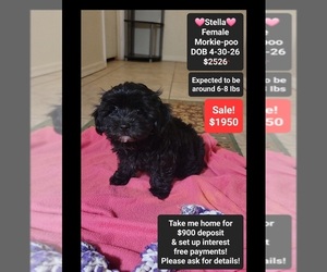 Morkie Poo (Toy) Puppy for sale in TUCSON, AZ, USA