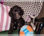 Small Photo #52 Australian Labradoodle Puppy For Sale in W FIELD, NC, USA