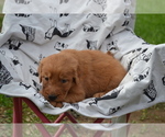 Small #1 Golden Retriever
