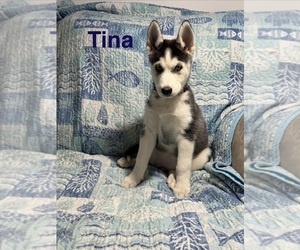 Siberian Husky Puppy for sale in LEVITTOWN, PA, USA