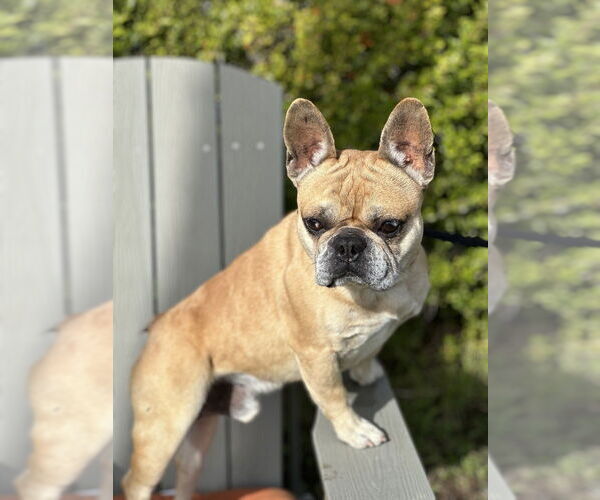 Medium Photo #2 French Bulldog Puppy For Sale in San Diego, CA, USA