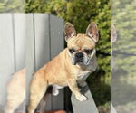 Small #1 French Bulldog