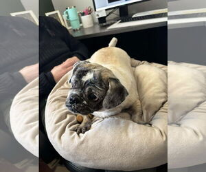 Pug-Shih Tzu Mix Dogs for adoption in Holland, MI, USA