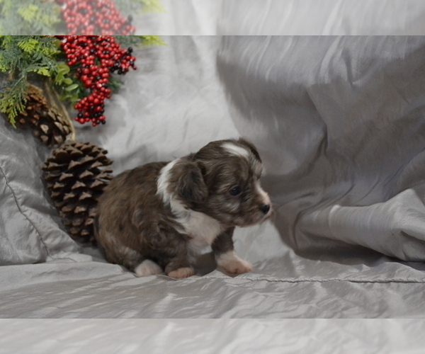 Full screen Photo #2 Chihuahua-Poodle (Toy) Mix Puppy For Sale in GREENWOOD, WI, USA