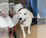Small #5 Great Pyrenees