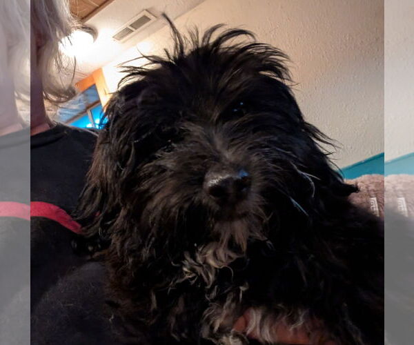 Medium Photo #5 Maltese Puppy For Sale in Brooklyn Center, MN, USA