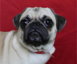 Pug Puppy for Sale in PATERSON, New Jersey USA