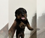 Puppy Puppy 8 Rottweiler