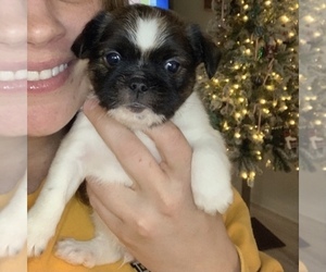 Shiffon Puppy for sale in PHENIX CITY, AL, USA