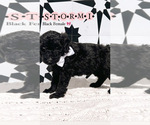 Puppy 7 Goldendoodle (Miniature)
