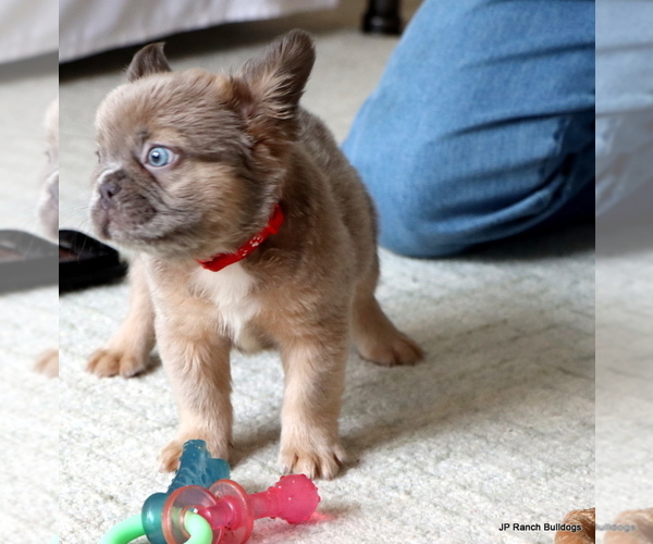 Medium Photo #6 French Bulldog Puppy For Sale in WINNSBORO, TX, USA