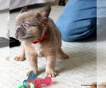 Small #5 French Bulldog