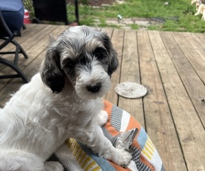 Goldendoodle Puppy for sale in FARIBAULT, MN, USA