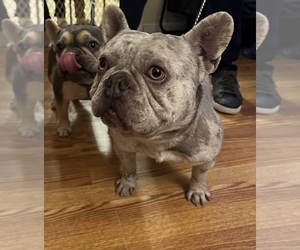 Father of the French Bulldog puppies born on 04/01/2023