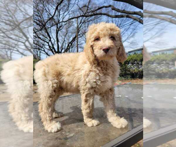 Medium Photo #14 Goldendoodle Puppy For Sale in WASHINGTON, DC, USA