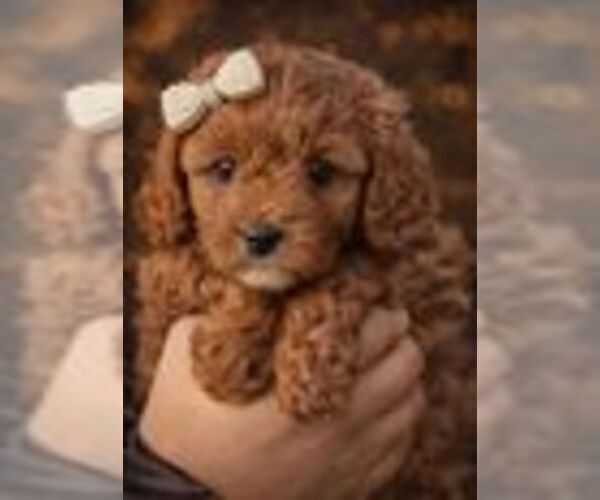 Medium Photo #2 Cavapoo (Miniature) Puppy For Sale in PLANO, TX, USA