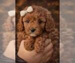 Small #1 Cavapoo (Miniature)