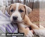 Small Photo #2 American Pit Bull Terrier-Unknown Mix Puppy For Sale in Alexander, AR, USA