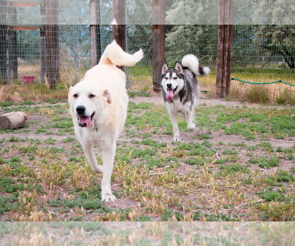 Medium Photo #2  Puppy For Sale in , 