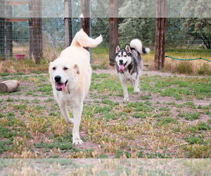 Great Pyrenees Dogs for adoption in Bountiful, UT, USA