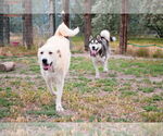 Small #1 Breeder Profile image