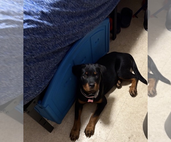 Medium Photo #1 Rottweiler Puppy For Sale in SYRACUSE, NY, USA