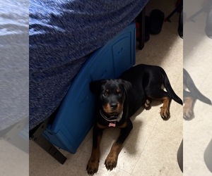Rottweiler Puppy for sale in SYRACUSE, NY, USA