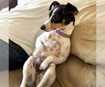 Small Rat Terrier