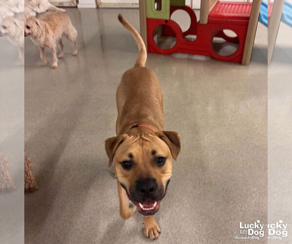 Medium Photo #4 Retriever -Rhodesian Ridgeback Mix Puppy For Sale in Washington, DC, USA