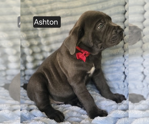 Medium Photo #10 Cane Corso Puppy For Sale in MINERAL WELLS, WV, USA