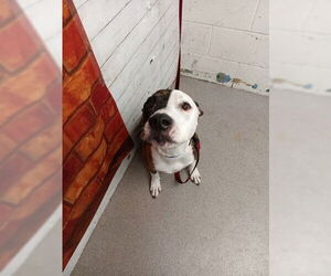 Mutt Dogs for adoption in San Bernardino, CA, USA