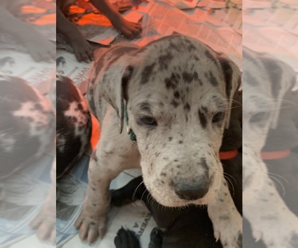 View Ad Great Dane Litter of Puppies for Sale near New