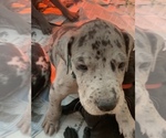 Small Photo #1 Great Dane Puppy For Sale in BOW, NH, USA