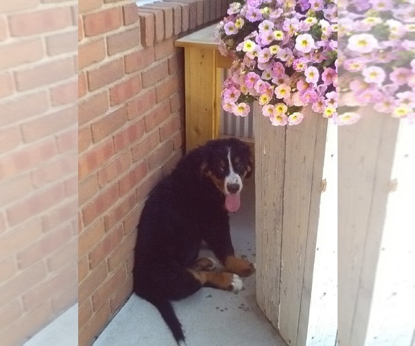 Medium Photo #1 Bernese Mountain Dog Puppy For Sale in SUGARCREEK, OH, USA