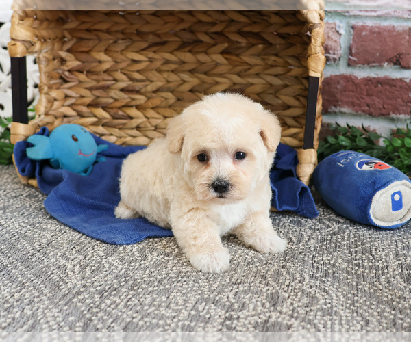 Medium Photo #19 Poodle (Toy)-West Highland White Terrier Mix Puppy For Sale in SYRACUSE, IN, USA