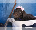 Small Photo #6 Portuguese Water Dog Puppy For Sale in NAMPA, ID, USA