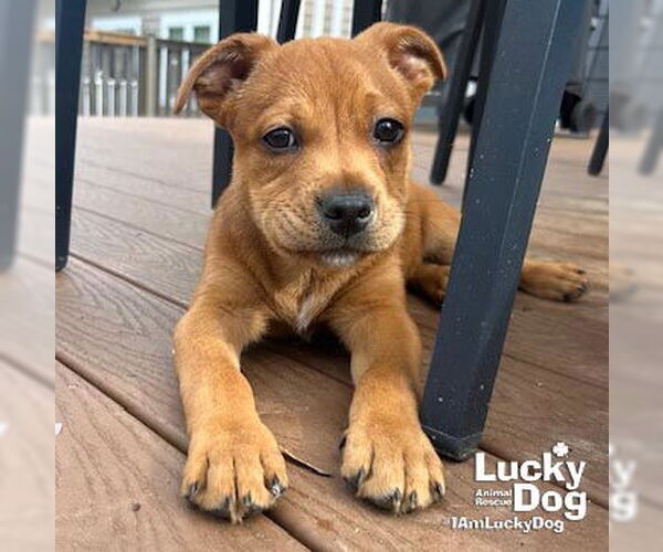 Medium Photo #7 Labrador Retriever-Unknown Mix Puppy For Sale in Washington, DC, USA