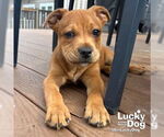 Small #6 Labrador Retriever Mix