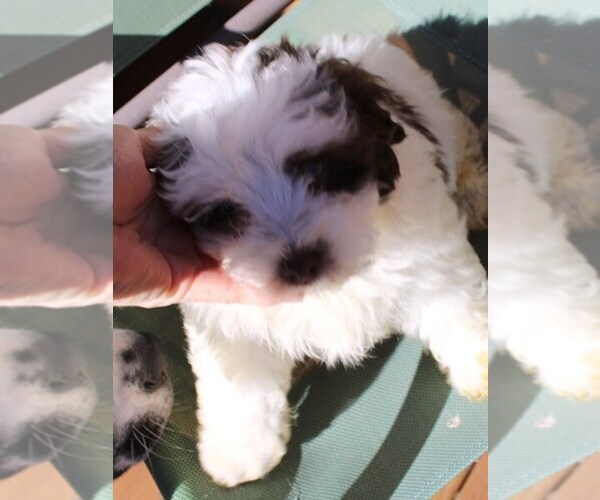 Medium Photo #1 Havanese Puppy For Sale in THAYER, KS, USA