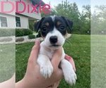 Puppy Dixie Jack Russell Terrier